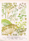 Caraway Coriander Cumin Dill Fennel Plant Print Botanical 1969 Tobofo#139
