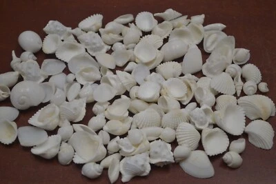 500 ШТ. ОПТОМ АССОРТИМЕНТ МАЛЕНЬКИЙ БЕЛЫЙ МОРСКОЙ РАКОВИНЫ ПЛЯЖ СВАДЕБНЫЙ ДЕКОР 3 ФУНТА - Изображение 1 из 4