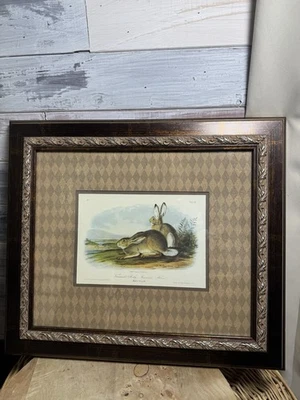 Liebre de las Montañas Rocosas de John James Audubon Townsend: una litografía original de Audubo Foto 1 de 4