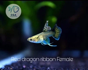1 Female  - Live Guppy Fish High Quality - Super Red Dragon Ribbon DBS. - Picture 1 of 5
