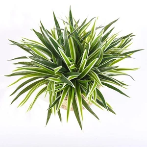 5 PCS Artificial Spider Plant Fake Greenery Realistic Chlorophytum Plants Ind - Picture 1 of 6