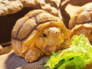 【In-Stock】 Animal Heavenly Body Tortoise Female 02 African Spurred Turtle Statue - Picture 1 of 4