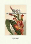 Genter Gladiole Gladiolus gandavensis Schwertliliengewchse Vilmorin A3 215
