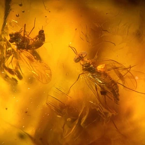 Detailed Fly in Burmese / Burmite amber fossil / 100% genuine amber  - Picture 1 of 6