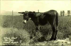 Burro RPPC ¿Cuándo nos volveremos a encontrar los dos? Foto postal real EKC - Imagen 1 de 2
