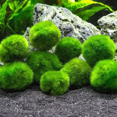 10 pezzi di Pianta CLADOPHORA Aegagropila Marimo Alga Palla Muschio Vivo 2-4 CM - Bild 1 von 4