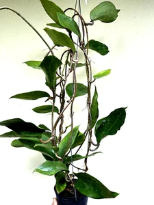 Hoya cinnamomifolia var purpureofusca big size 15-25 “ well rooted. Rare !!!! - Picture 1 of 7
