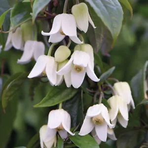 Clematis Climbing Plant Winter Beauty Flower Plant Hardy Perennial 7cm Pots - Picture 1 of 7