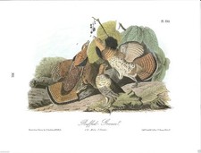 Ruffed Grouse Vintage Bird Print Picture John James Audubon ABOA#301