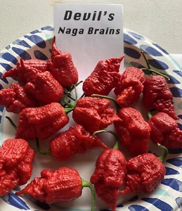 Devil’s NagaBrains Hot Pepper Seeds 15+ Per Pack - Picture 1 of 9