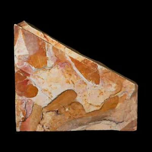 Hojas de plantas fósiles Glossopteris Browniana detalladas de 5,3" Edad Pérmica Australia - Imagen 1 de 6