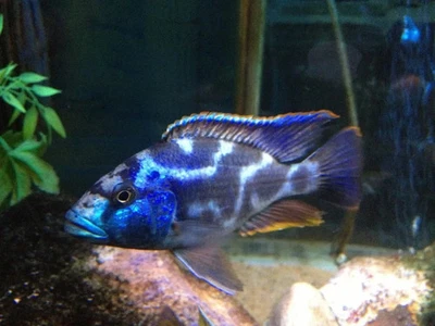 AFRICAN CICHLID 3"-3.5" Livingstoni Cichlid - Nimbochromis livingstonii LIVEFISH - Image 1 of 4