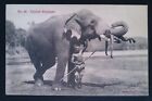 Antique Postcard Sri Lanka Elephant