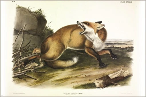 Póster artístico ilustración vintage de zorro rojo americano de John James Audubon 20x30 Foto 1 de 1