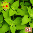 Fresh Premium Catnip Herb Seeds | Catmint | Heirloom Non-GMO | Herb Seeds