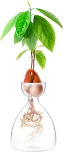 Avocado Seed Sprout Starter Vase Planter Pot Indoor Avocado Tree Growing Vase Ki - Picture 1 of 12