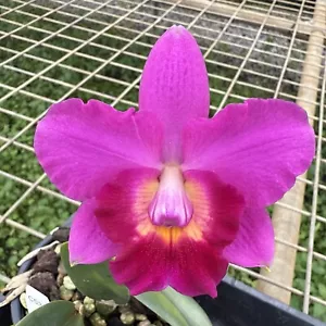 RON Cattleya Orchid Rlc. Rosella's Little Angel X C. Aloha Case (C533) - Picture 1 of 7