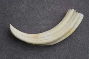 UN COLMILLO DE JABALÍ COMÚN REAL Phacochoerus africanus (diente, talla, pipa) - Imagen 1 de 12