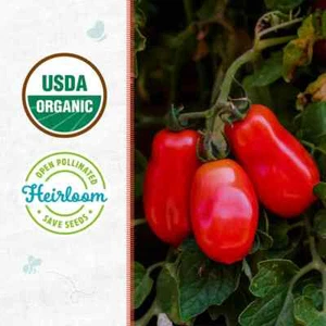 Organic San Marzano Heirloom Tomato Seeds – Italian Plum, Paste Variety–85 Days - Picture 1 of 5