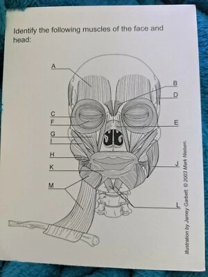 Human Anatomy and Physiology I & II Study Cards (229 total) with Illustrations - Image 1 of 4