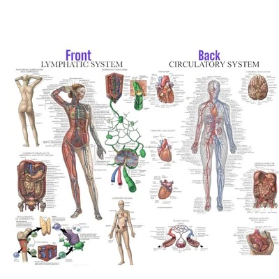 Laminated Anatomy Poster LYMPHATIC SYSTEM + CIRCULATORY Vascular  - Image 1 of 3