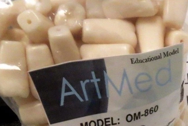 Typodont Replacement Practice Teeth For Model OM-860 Assorted (8 pcs) ARTMED - Image 1 of 1