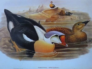 Vintage Birdlife Print SOMATERIA SPECTABILIS King eider Duck, Gould & HC Richter - Picture 1 of 3