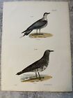 Antique lithographie oiseau couleur main J. W. Hill New York années 1840 Assiette 133