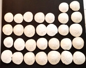 SAND DOLLAR SHELL Lot of 30 Ocean Coast Seashells 2.5"- 3.25" - Picture 1 of 19