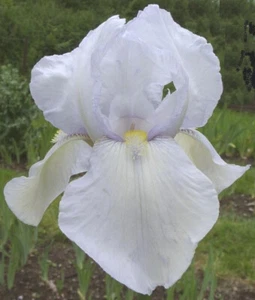 August delivery - Tall Bearded Iris White City - Picture 1 of 3
