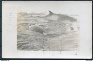 1934 USA Little America Byrd Antarctic Expedition Whales postcard - Picture 1 of 2