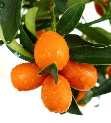 Citrus japonica KUMQUAT - Kumquat | Naranja enana - Imagen 1 de 2