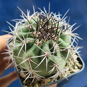 Copiapoa Sarcoana JN 2179 , Caleta Sarco, Atacama(Cile) POT 7 CM On its own root - Imagen 1 de 5