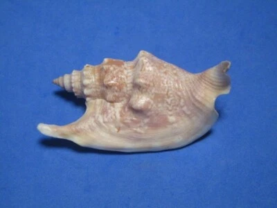 Strombus vomer (Röding, 1798) "DIFFICULT TO OBTAIN!"  (64.2mm) - Image 1 of 4