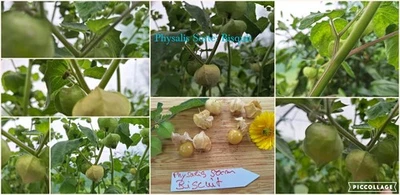 Physalis Sorte: Bisquit - Bild 1 von 4