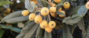 Mystery Seed Bank vegetable seeds variety pack (200 Seeds) - Picture 1 of 9