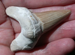 Large Fossil Shark Tooth Extinct Megalodon Ancestor 2.20 Inches Length - Picture 1 of 8
