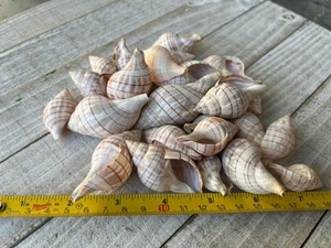 1/2 Pound 8 Ounces Banded Tulip Sea Shells Sanibel Florida Coast Cleaned - Picture 1 of 5