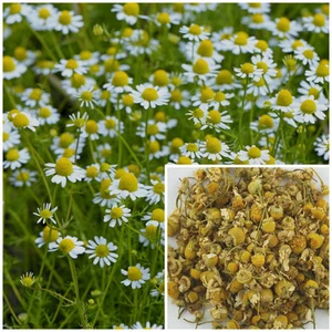 Chamomile Flowers 4 oz, Soap making supplies, herbal extracts, teas. - Picture 1 of 1