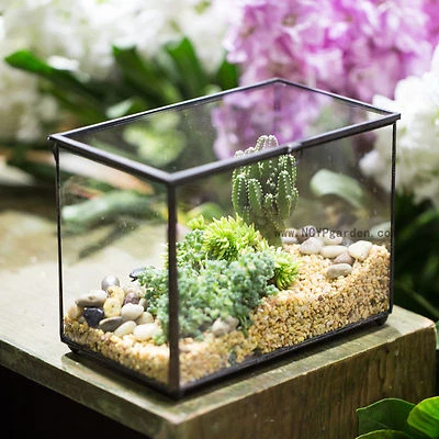 Footed Rectangle Clear Glass Geometric Terrarium Box Succulent Planter Cacti - Image 1 of 4