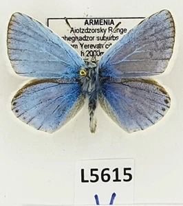 Lycaenidae, Polyommatus dorylas armena, macho, A1, Armenia - Imagen 1 de 2