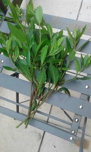 150 FRESH ORGANIC BAY LEAVES, PICKED TO ORDER ON DAY OF POSTAGE - Picture 1 of 1