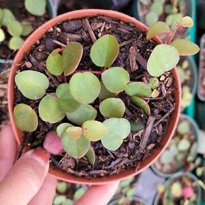 Peperomia 'Ruby Cascade' Succulent Plant