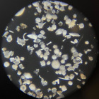 J.D. Moller Microscope Slide Diatom Fossil Polycystinae-Marl Barbados Dry 1869