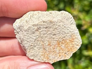 Jurassic Fossil Turtle Shell New Mexico Reptile Dinosaur Bones - Picture 1 of 10