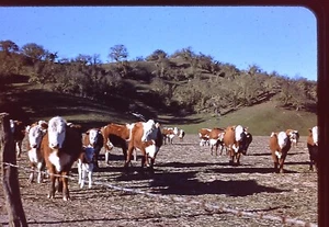 35 MM  Slide Kodachrome Herd White Faced Hereford Cattle Color Transparency - Bild 1 von 1