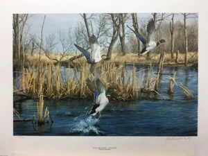 Stampa artistica firmata e numerata Richard Plasschaert anatre marsh mallards appartate - Foto 1 di 1