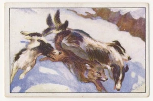 WOLFSHETZE MIT DEM BARSOI WOLF BORZOI LOUP BARZOÏ JAGD FANG IMAGE CARD 1930's - Picture 1 of 2