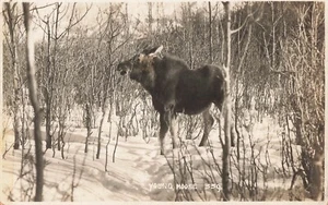 Real Photo Postcard Young Moose Along Canadian Pacific Railway PM 1944 C5 - Picture 1 of 2