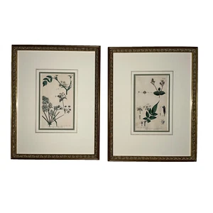 Antique Custom Framed Botanical Engravings - a Pair - Picture 1 of 13